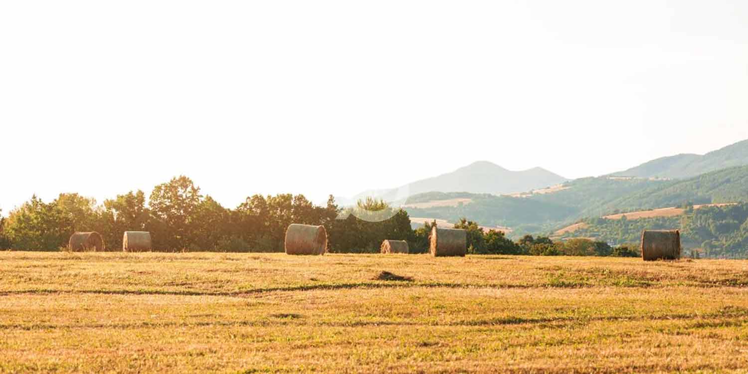 hill side farm